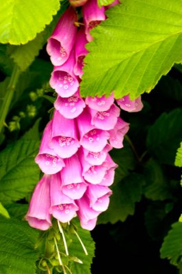 Foxglove