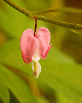 Lonely Heart