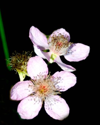 Blackberry Blossoms