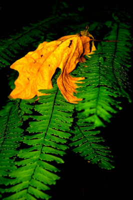 Leaf And Fern