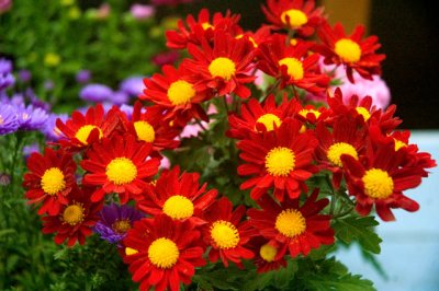 Fall Flowers