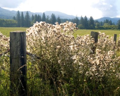 Fence Full Of Thistles