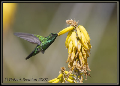 Blue-tailed Emerald