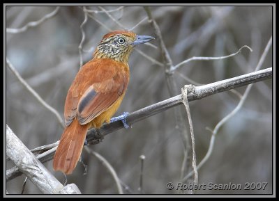 Barred Antshrike female