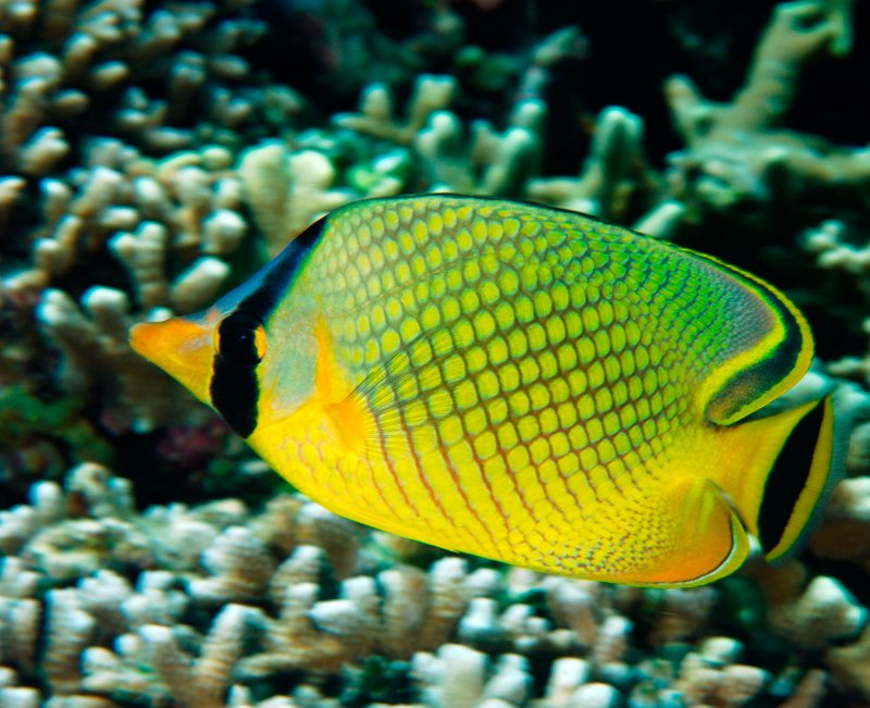 Butterflyfish 2.jpg