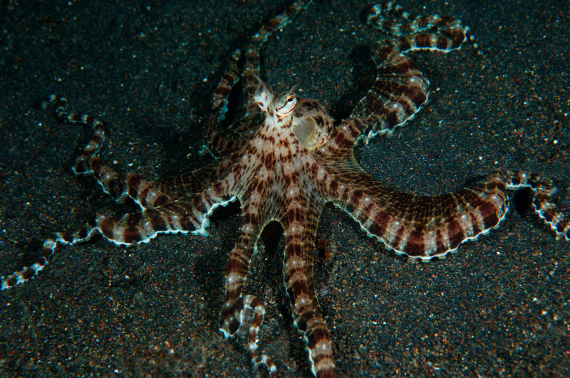 Mimic Octopus 4.jpg