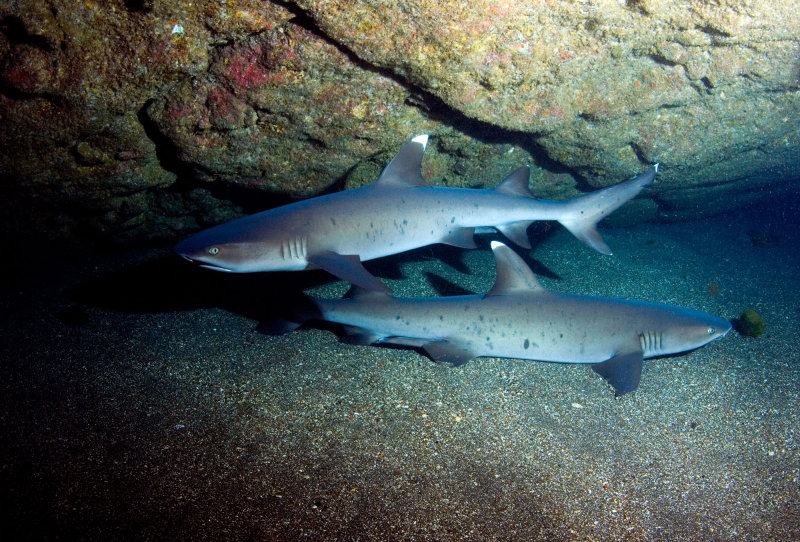 White Tip Sharks