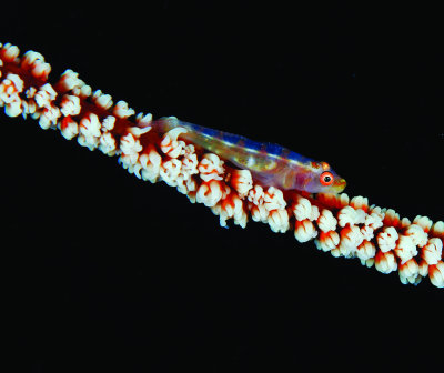 Wire Coral Goby.jpg