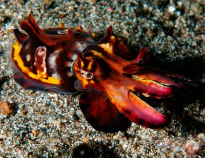 Flamboyant Cuttlefish 4.jpg
