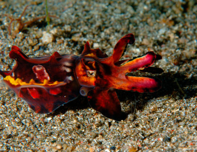 Flamboyant Cuttlefish 9.jpg