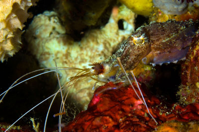 Cuttlefish, consuming Banded Cleaner Shrimp