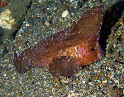 Cockatoo Waspfish