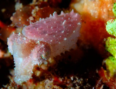 Pygmy cuttlefish 4.jpg