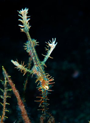 Ornate  Ghost Pipefish