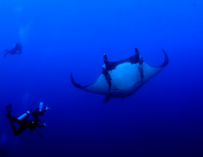 Manta Ray and divers
