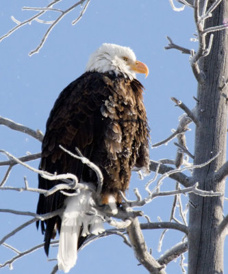Eagle
