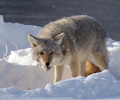 second Coyote