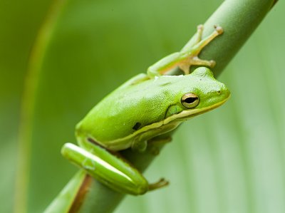 Green Frog again.jpg