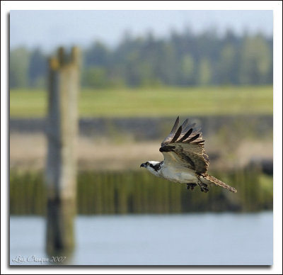 _DSC0585wf.jpg