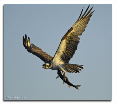 Lake Washington Osprey & Eagles