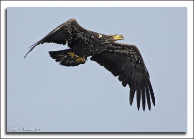 Lake Washington Osprey & Eagles