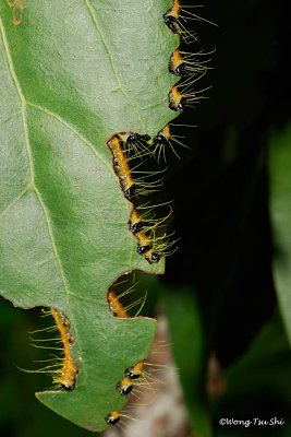(Delias hyparete metarete)Painted Jezebel caterpillar