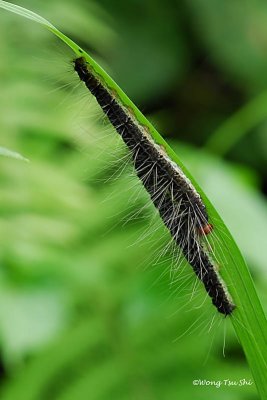 Caterpillar