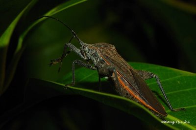 (Coreidae, Physomerus grossipes) Leaf-footed Bug 