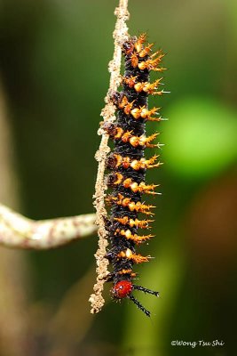 Malayan Eggfly (Hypolimnas anomala) Caterpillar