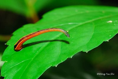 Tiger Leech