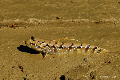 Mud-skipper