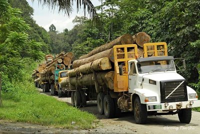 Danum- Logging trucks on the way from Danum Valley