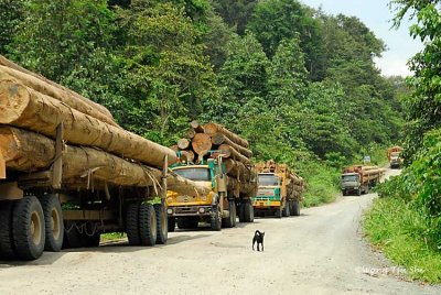 Danum- Logging trucks on the way from  Danum Valley