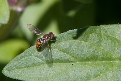 g6/77/588477/3/81577815.MatmZDX5.jpg