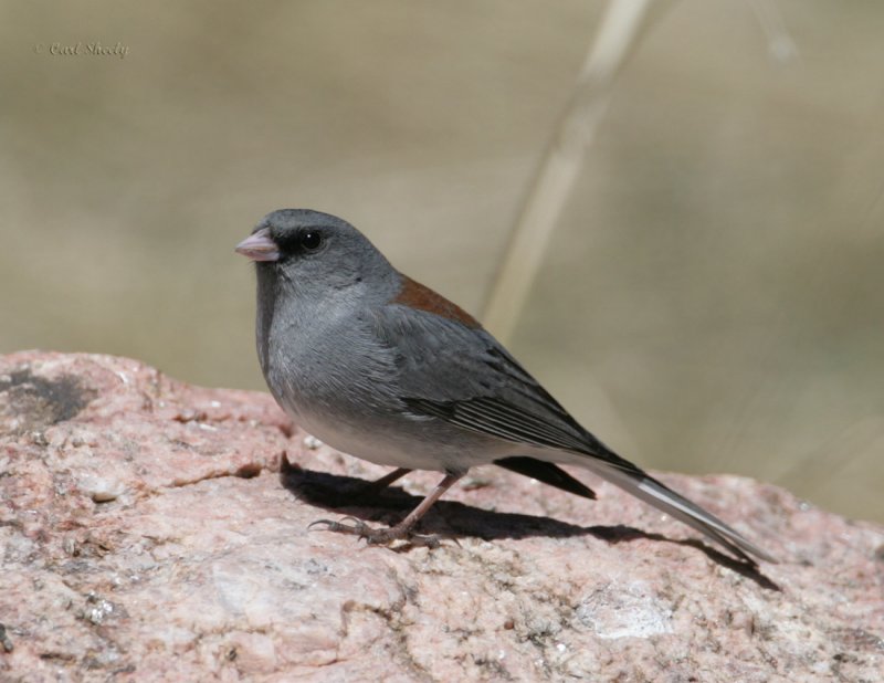 Dark-eyed Juncogray-headed-4.jpg