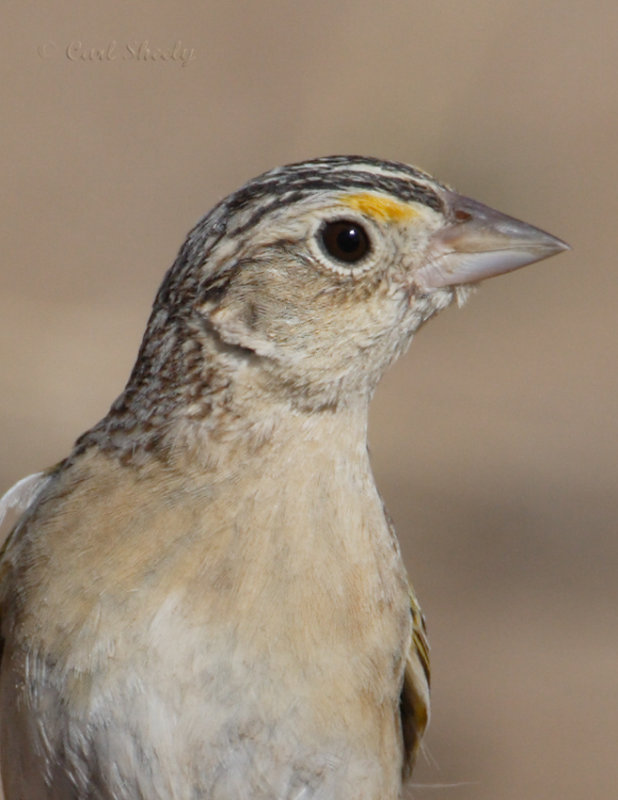 Grasshopper Sparrow