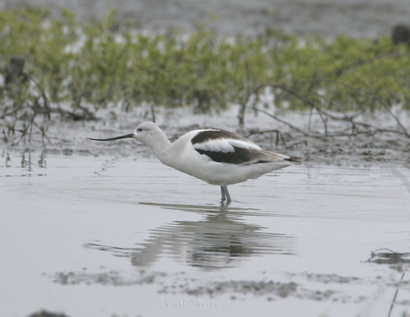 Avocet_1.jpg