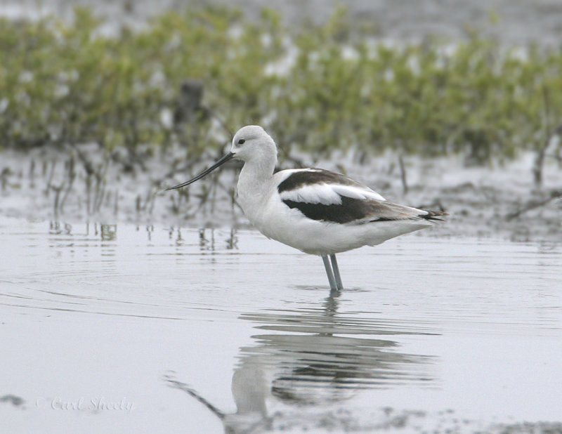 Avocet_2.jpg