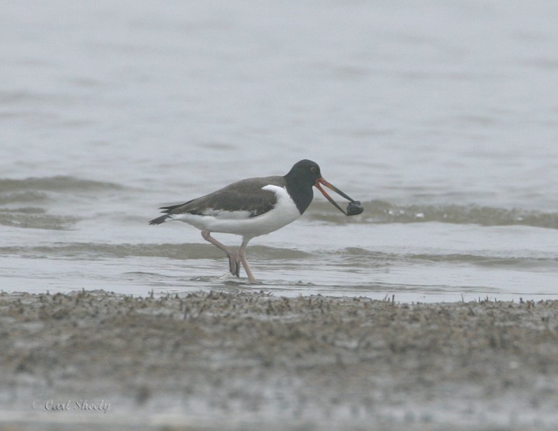 American Oystercatcher_1.jpg