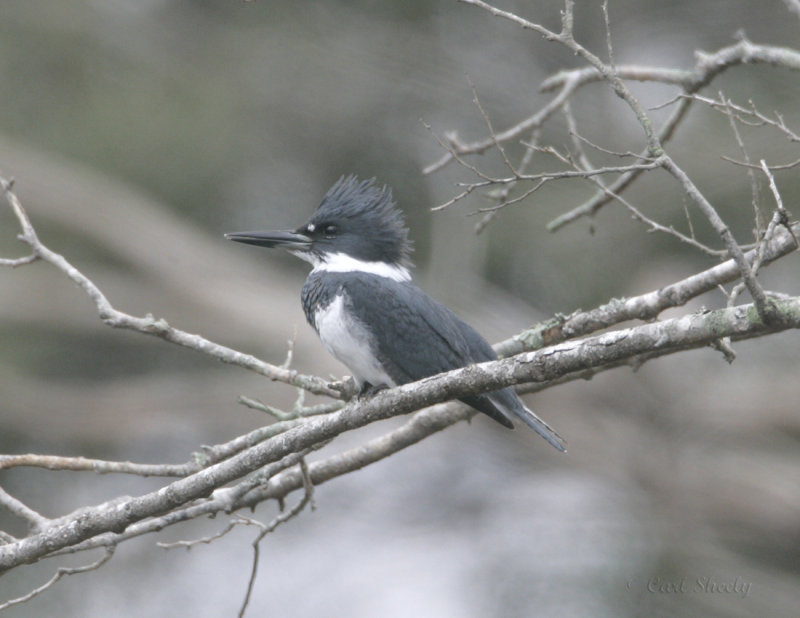 Belted Kingfisher_1.jpg