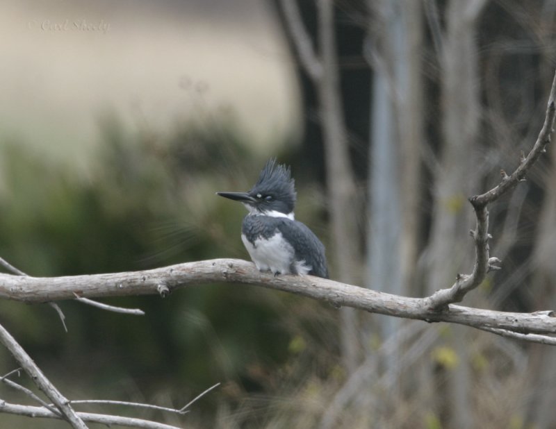 Belted Kingfisher_2.jpg