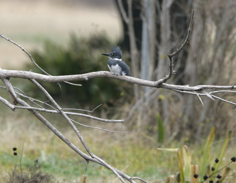 Belted Kingfisher_3.jpg