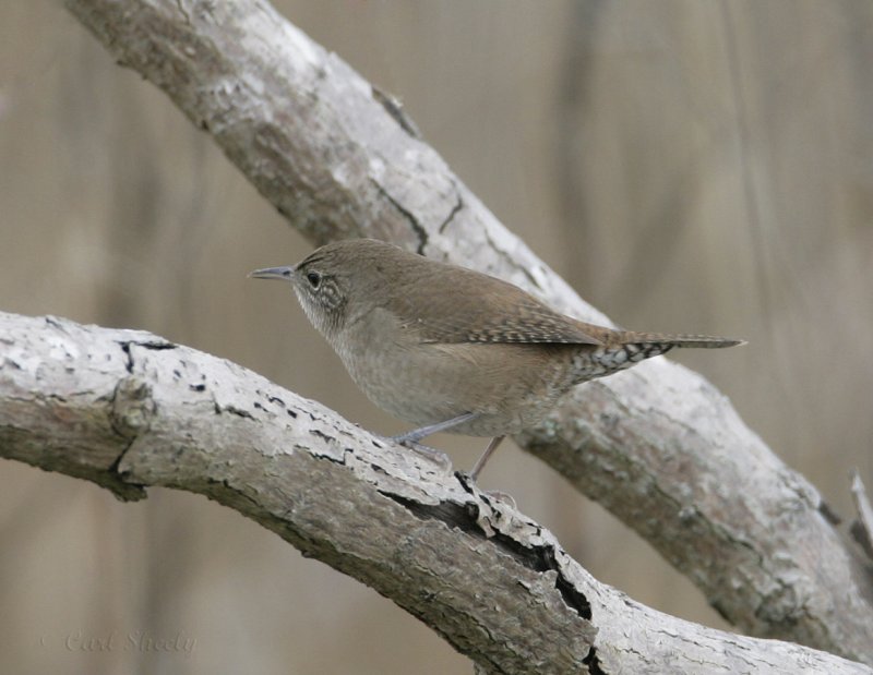 House Wren_1.jpg