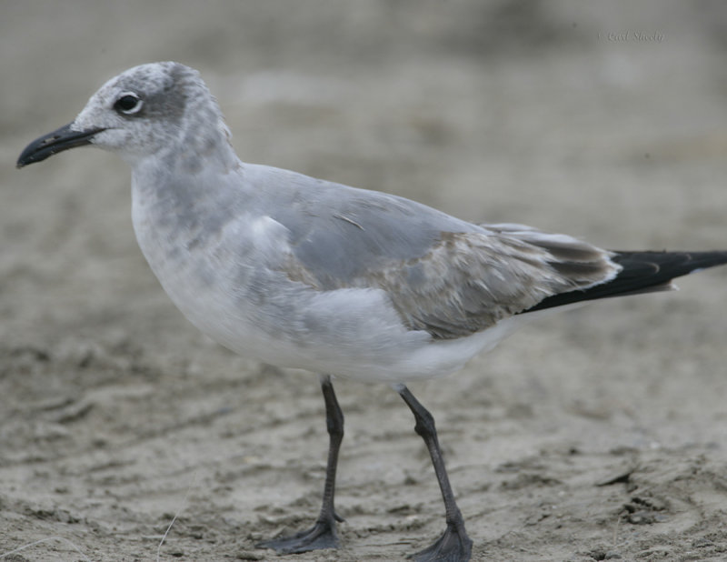 Laughing Gull-1stWinter.jpg