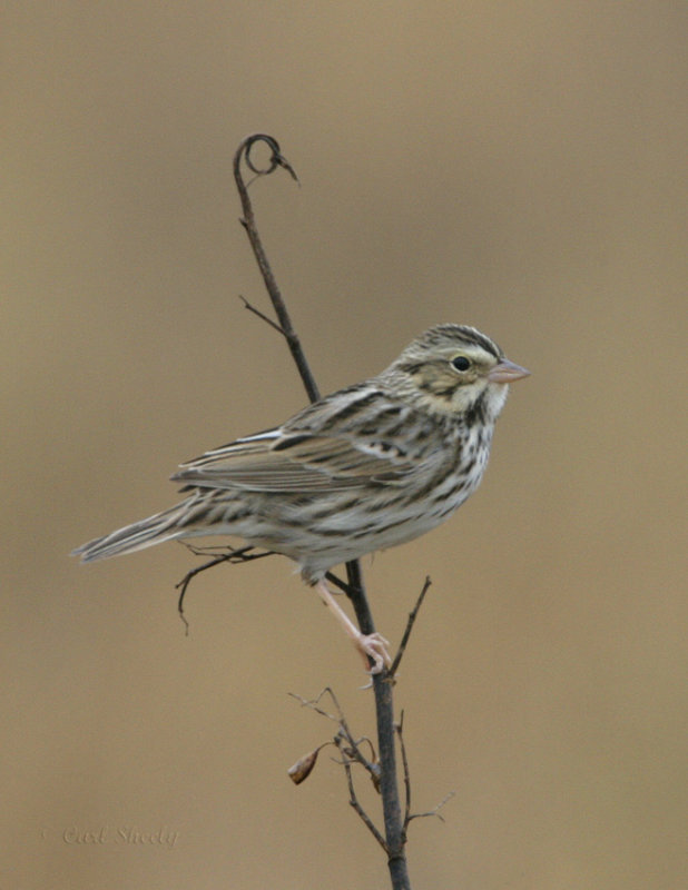 Savannah Sparrow_2.jpg