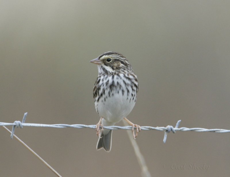 Savannah Sparrow_5.jpg
