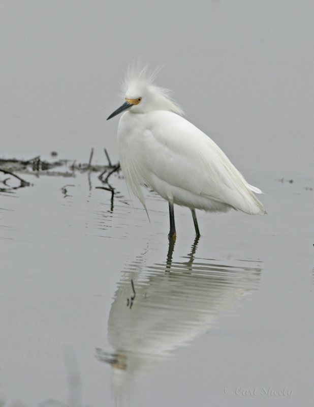 Snowy Egret_1.jpg