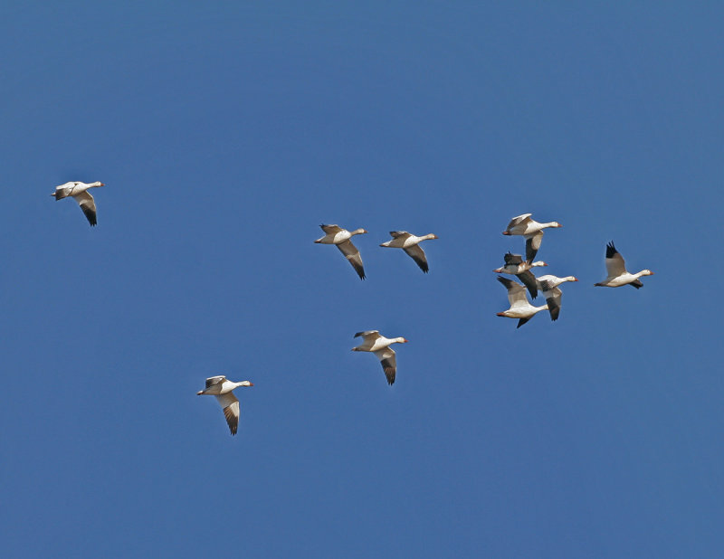 Snow Geese.jpg