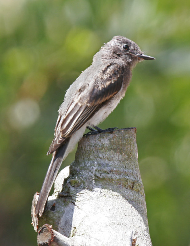 Black Phoebe_immature