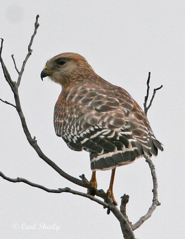 Red-shouldered Hawk_4.jpg